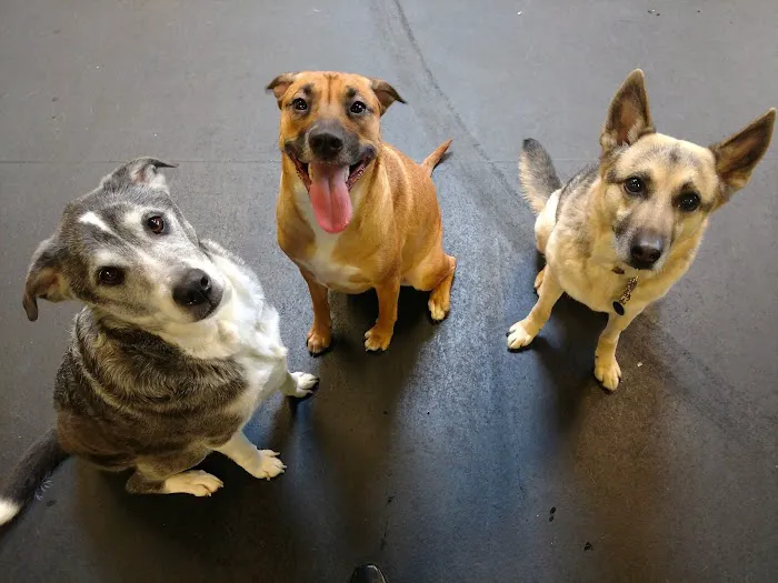 Wheeling Animal Hospital and Pet Resort Picture 6