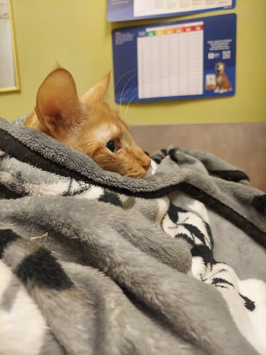Wheeling Animal Hospital and Pet Resort Picture 5