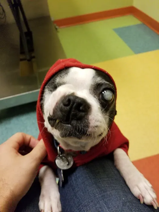 Wheeling Animal Hospital and Pet Resort Picture 8