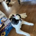 Eye Care for Animals - Wheeling