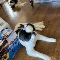 Eye Care for Animals - Wheeling ico