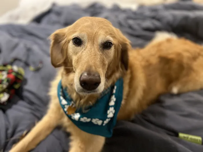 Eye Care for Animals - Wheeling Picture 4