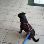Animal Health Clinic-Wheeling