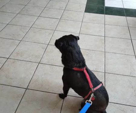 Animal Health Clinic-Wheeling