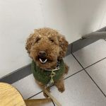 Countryside Animal Clinic PC
