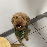 Countryside Animal Clinic PC ico