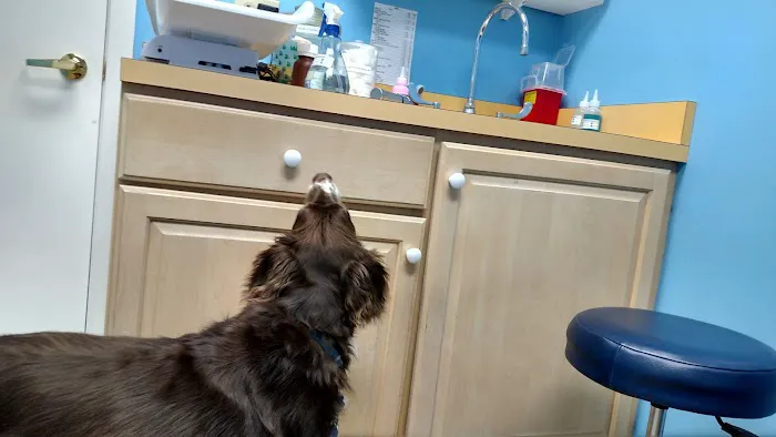 Country Court Animal Hospital Picture 4