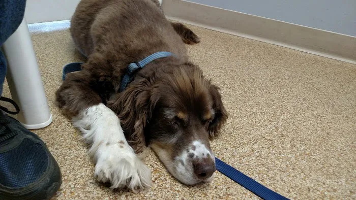 Country Court Animal Hospital Picture 5
