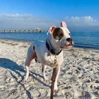North Shore Family Pet Hospital ico