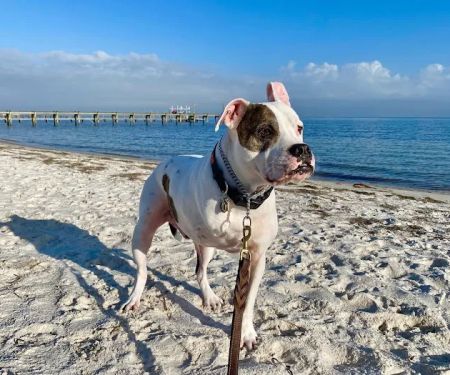 North Shore Family Pet Hospital