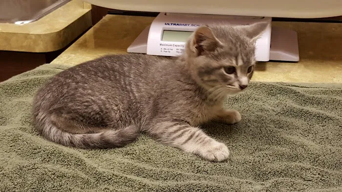 North Shore Family Pet Hospital Picture 6