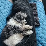 PetSmart Veterinary Services - Northbrook