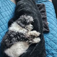 PetSmart Veterinary Services - Northbrook ico