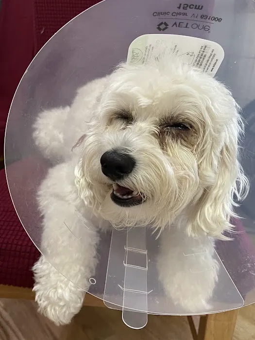EVS Pet Urgent Care of Northbrook Picture 3