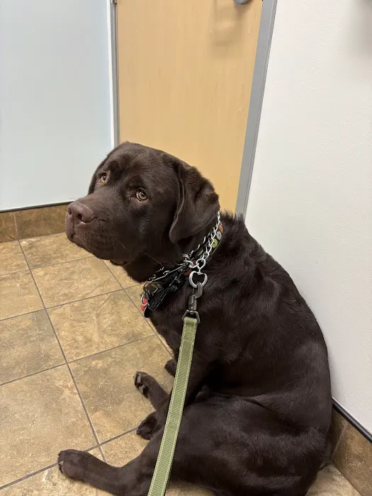 EVS Pet Urgent Care of Northbrook Picture 1