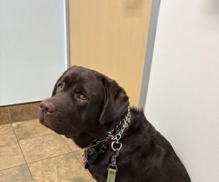 EVS Pet Urgent Care of Northbrook