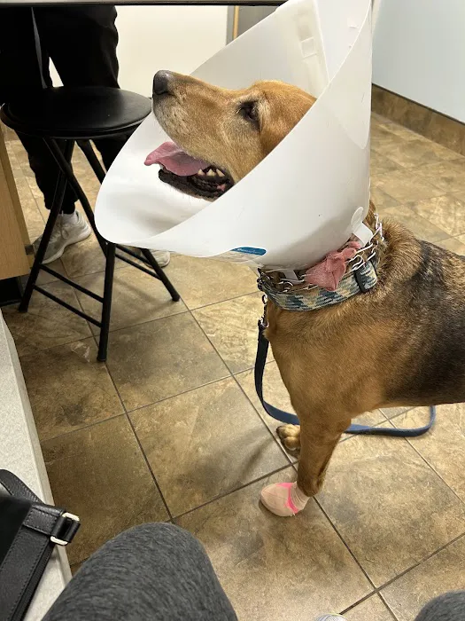 EVS Pet Urgent Care of Northbrook Picture 7