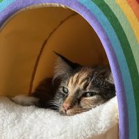 Northbrook Animal Clinic ico