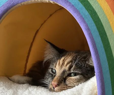 Northbrook Animal Clinic