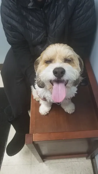 Northbrook Animal Clinic Picture 2