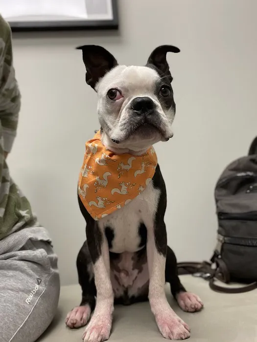 Highland Park Veterinary Clinic Picture 3