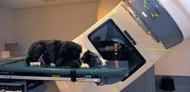 Highland Park Veterinary Clinic Picture 8