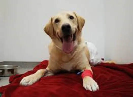 Highland Park Veterinary Clinic Picture 9