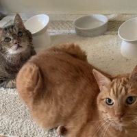 Deerfield Animal Care Center ico
