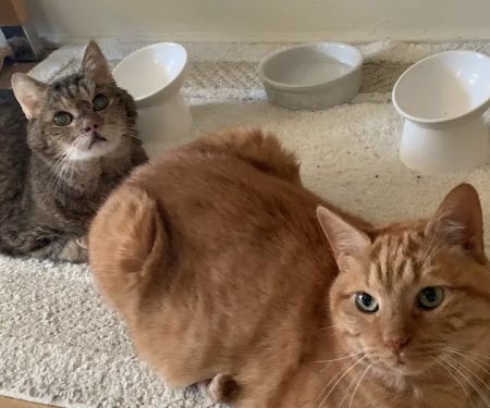 Deerfield Animal Care Center