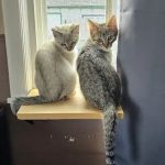 MainCoon Country