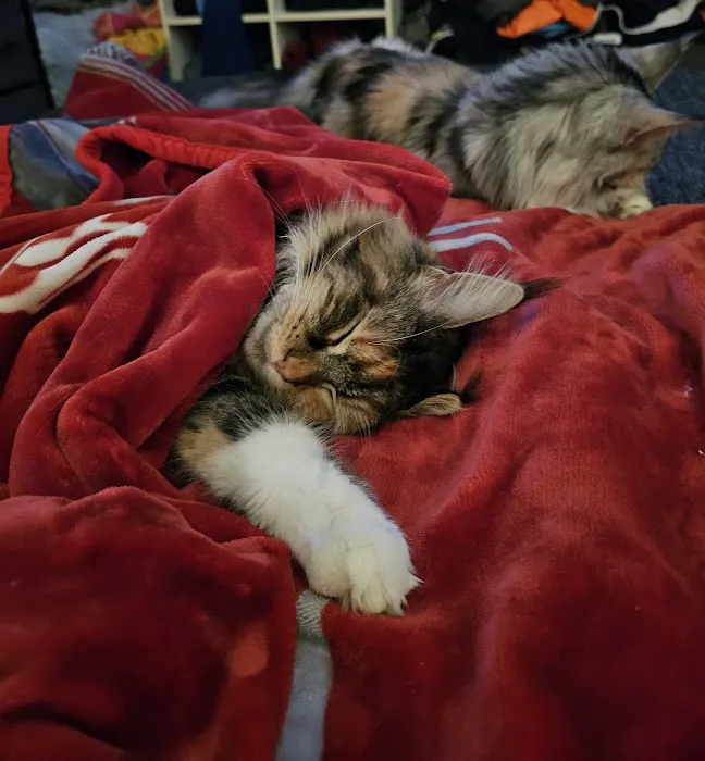 MainCoon Country Picture 6