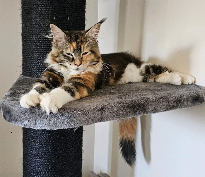 MainCoon Country Picture 5