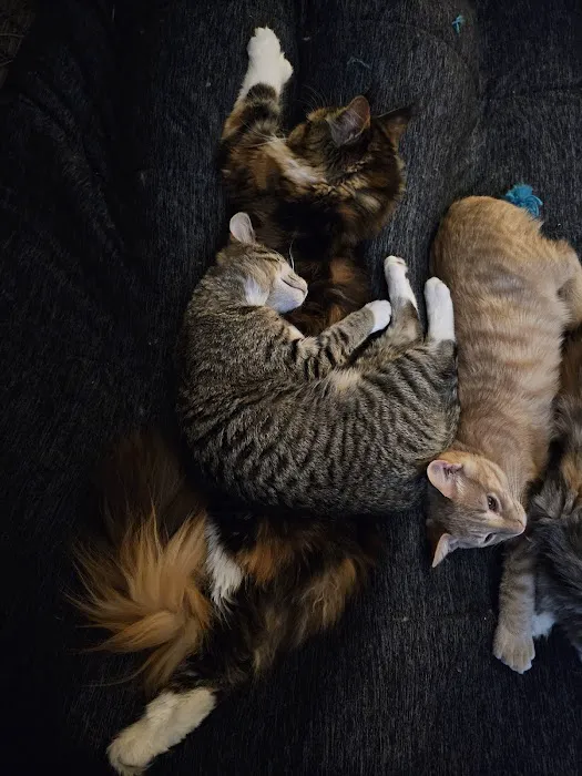 MainCoon Country Picture 9