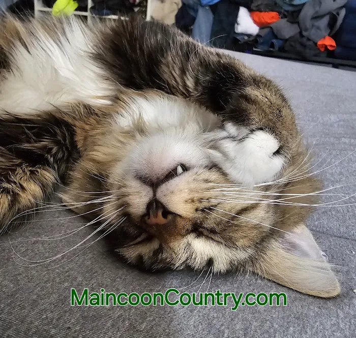 MainCoon Country Picture 8
