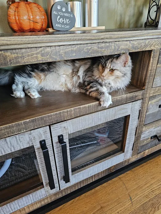 MainCoon Country Picture 10