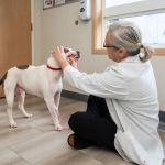 Cascade Veterinary Center, PS