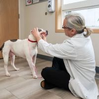 Cascade Veterinary Center, PS ico