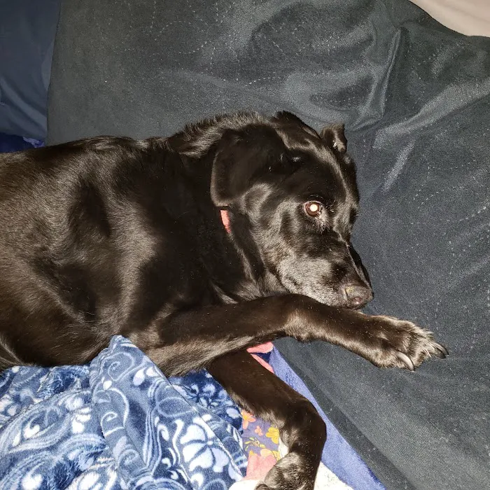 VCA Animal Medical Center Picture 1