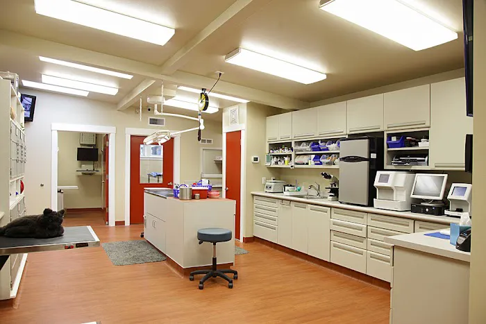 Animal Hospital By the Sea Picture 3
