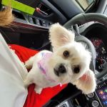 Eatonville Veterinary Clinic