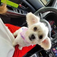 Eatonville Veterinary Clinic ico