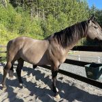 Dugan Equine Veterinary Hospital