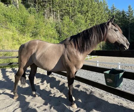Dugan Equine Veterinary Hospital