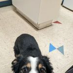 Fair Isle Animal Clinic PS