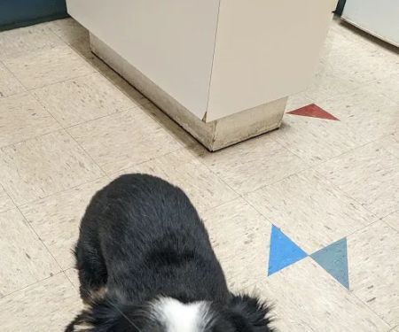 Fair Isle Animal Clinic PS