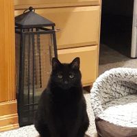 Port Orchard Animal Clinic, Dr. Liz Oien DVM ico