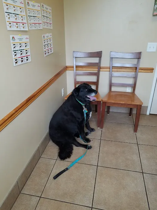 Belltowne Veterinary Center Picture 1