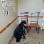 Belltowne Veterinary Center