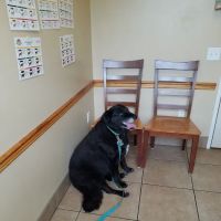 Belltowne Veterinary Center ico