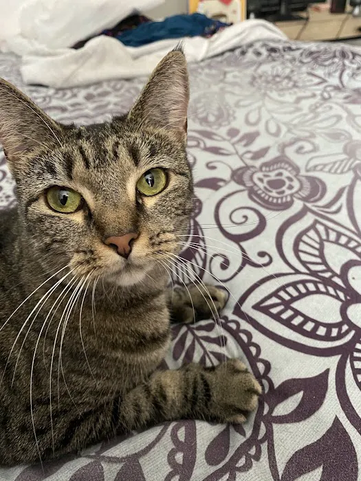 Belltowne Veterinary Center Picture 8